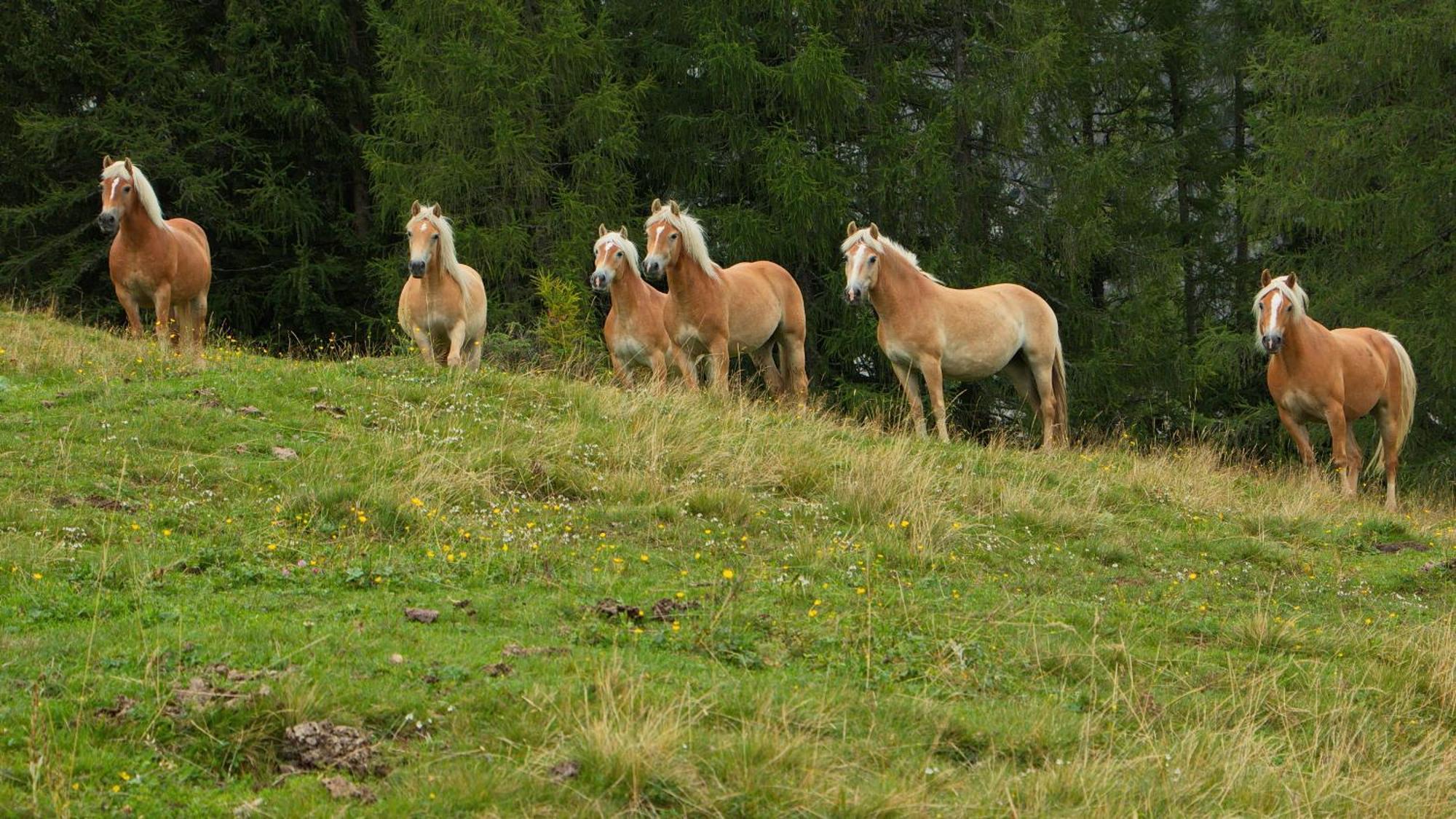 Bergresort Das Jochelius Nauders Luaran gambar